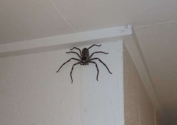 ▲▼蜘蛛。（圖／翻攝自The Dodo/臉書「Australian spider identification page」）