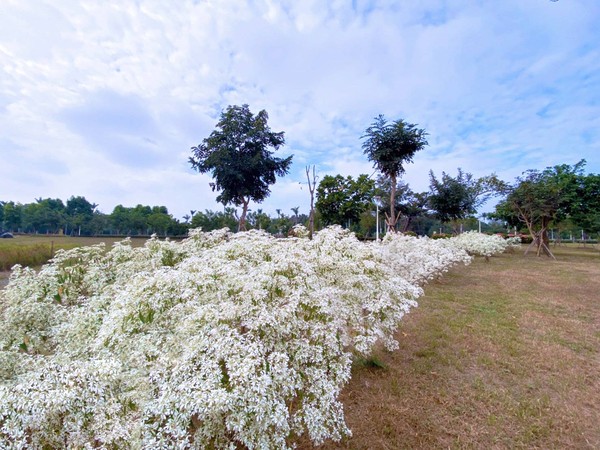 ▲▼台南山上花園水道博物館白雪木。（圖／翻攝自臺南山上花園水道博物館臉書專頁）