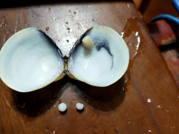 ▲▼吃蛤蜊咬到2顆珍珠。（圖／翻攝「Costco好市多 商品經驗老實說」）