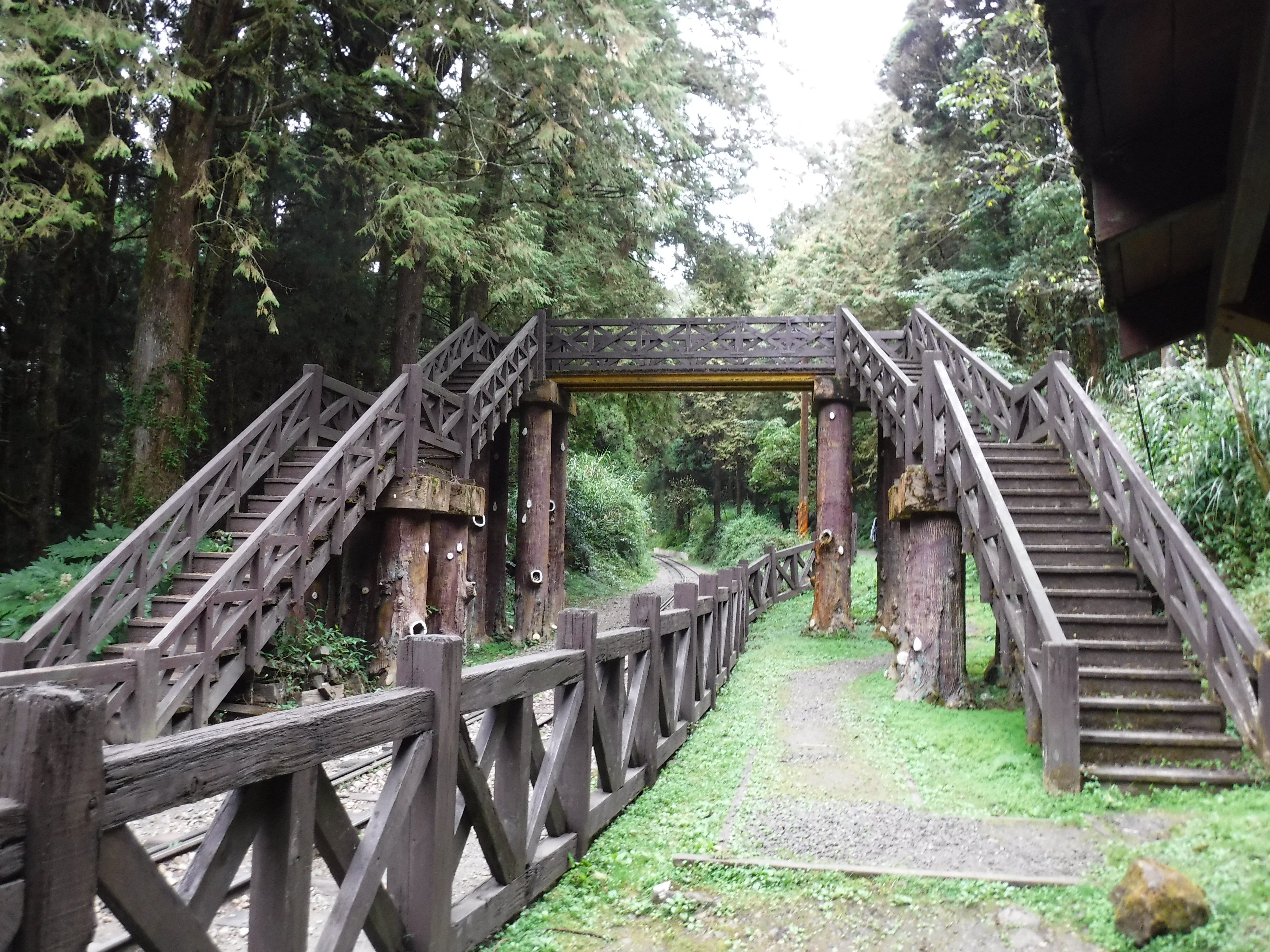 ▲▼阿里山塔山步道。（圖／嘉義林管處提供）