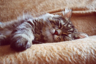 飼主分享愛貓「愛趴窗戶上睡覺」吸取陽光　表情扭曲：看起來舒服又不太舒服
