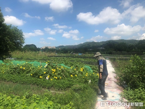 ▲新北希望市集買新鮮、買健康 青農陳永龍對無農藥的堅持。（圖／新北市農業局提供）