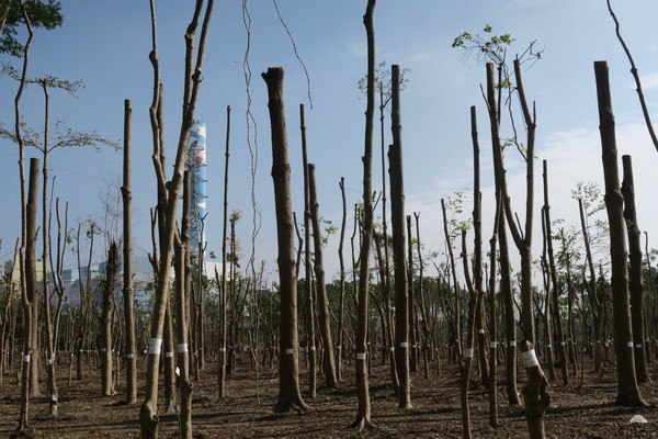 ▲森林城市協會指出高雄仁武產業園區，近2萬棵樹違規斷頭移植中  。（圖／森林城市協會提供）