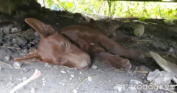 高雄岡山浪幼犬中捕獸夾。（圖／台灣動物緊急救援小組提供）