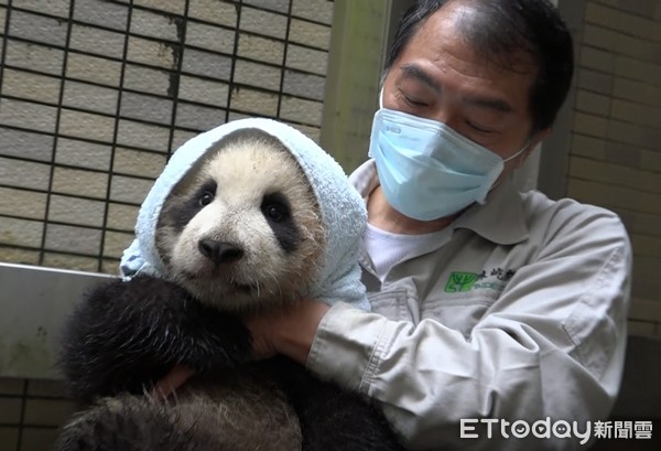 貓熊圓寶。（圖／台北市立動物園提供）