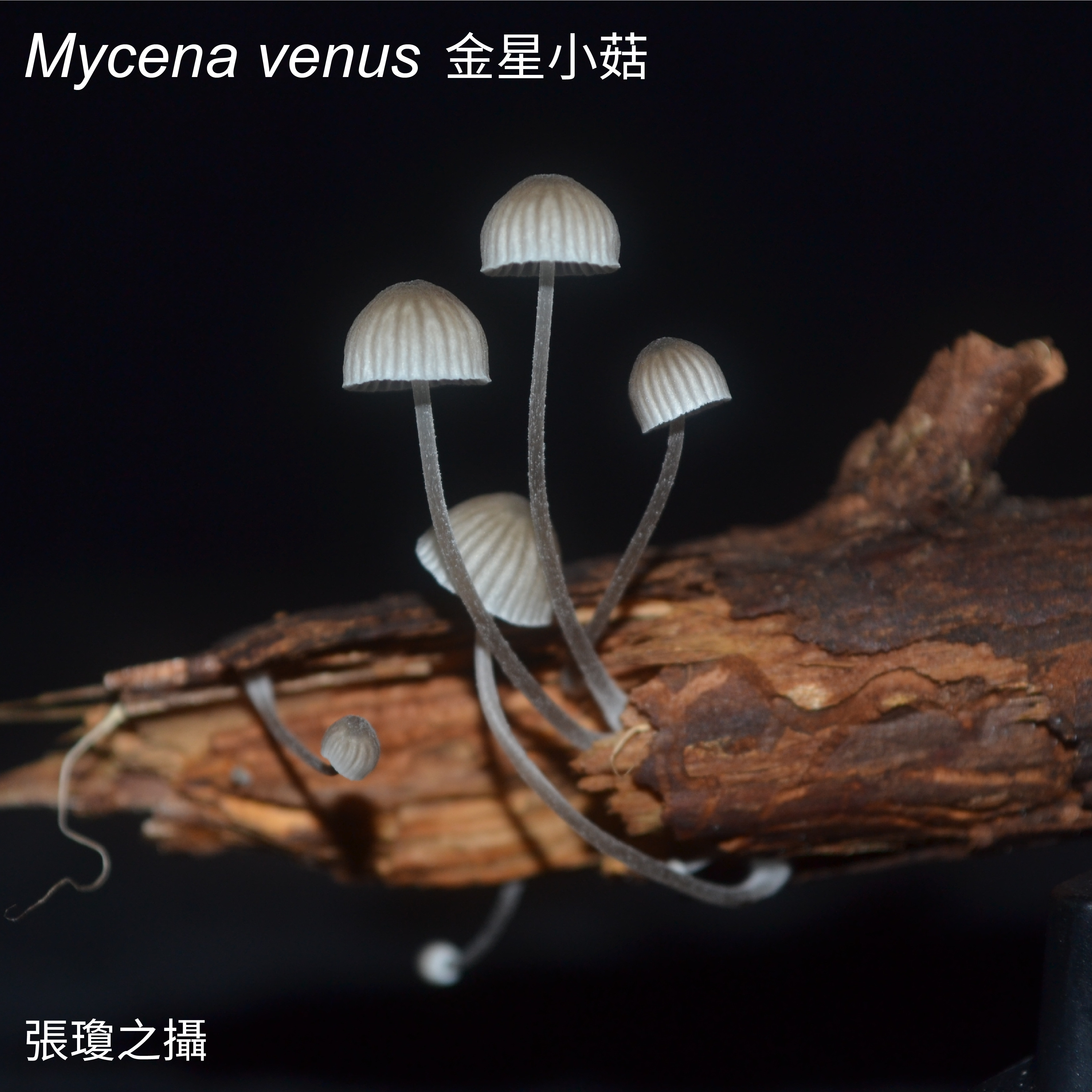 ▲▼    台灣野菇也會發光！　中研院解開1.6億年前「發光菇」生態之謎   。（圖／中央研究院提供）