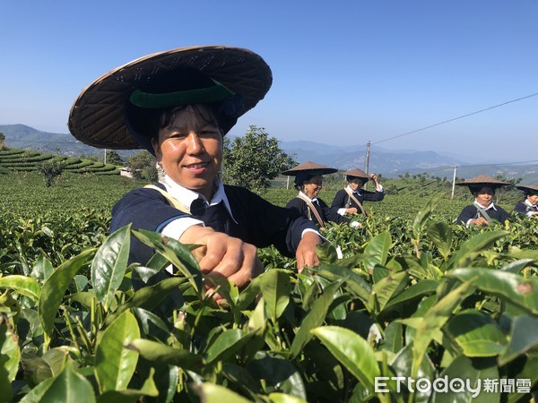 ▲茶葉是哈尼族人重要的經濟來源之一。（圖／記者魏有德攝）