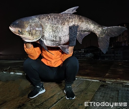 ▲▼日月潭「湖主」被拉起！42台斤巨獸上岸　釣客舉起：手一直抖。（圖／臉書粉專「日月潭一等高」授權提供）