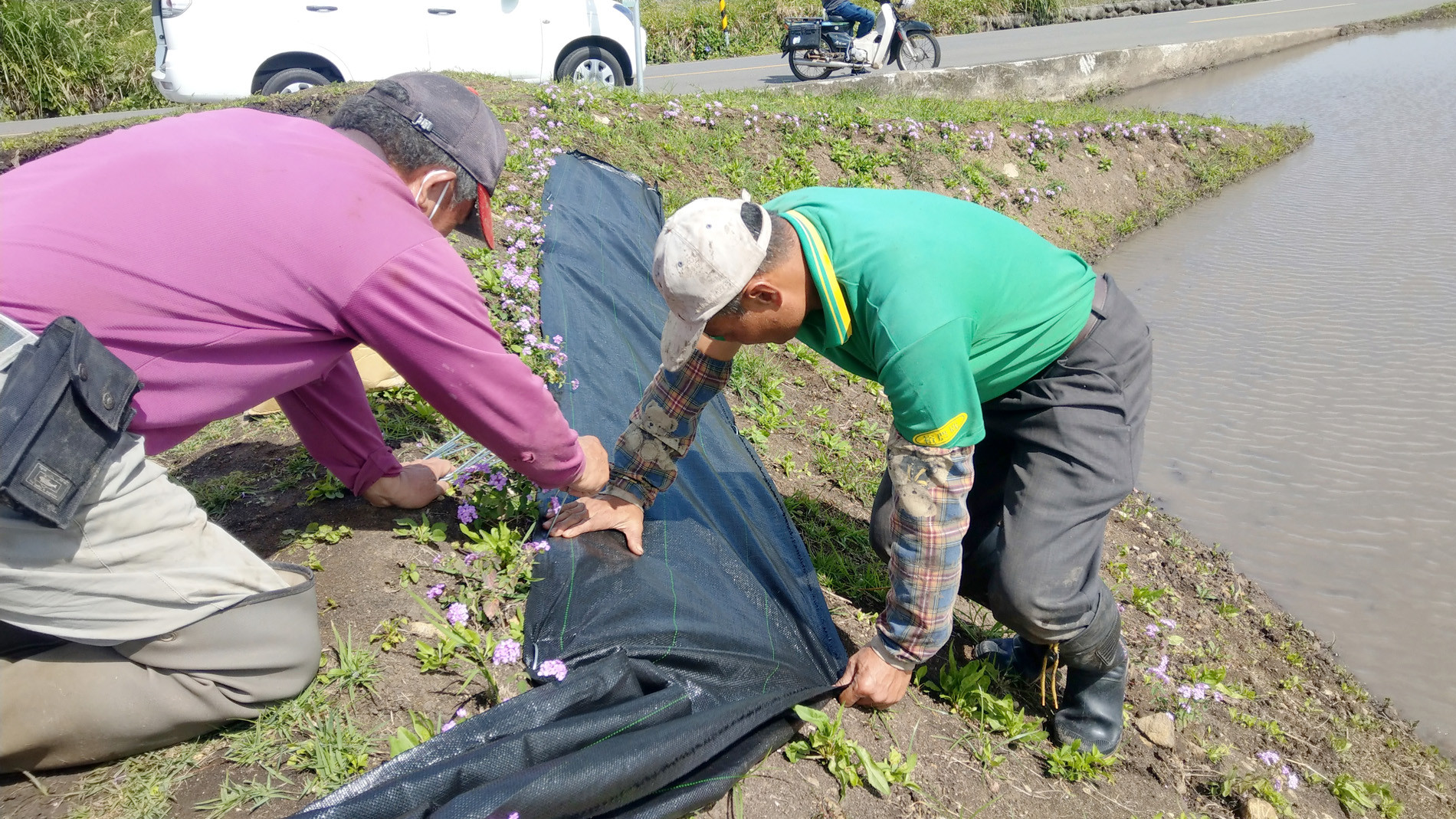 ▲▼梯田邊坡覆蓋植物新選擇「蔓性馬纓丹」。（圖／台東區農業改良場提供）