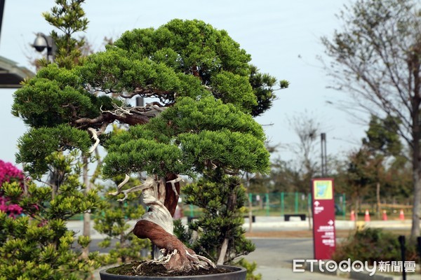 ▲▼  2020故宮南院歲末「樹藝風華」盆景展           。（圖／記者翁伊森翻攝）