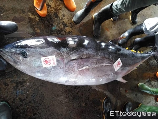 ▲三不像鮪魚東港魚市場現踨，考倒在場魚專家 。（圖／東港區漁會總幹事林漢丑提供）