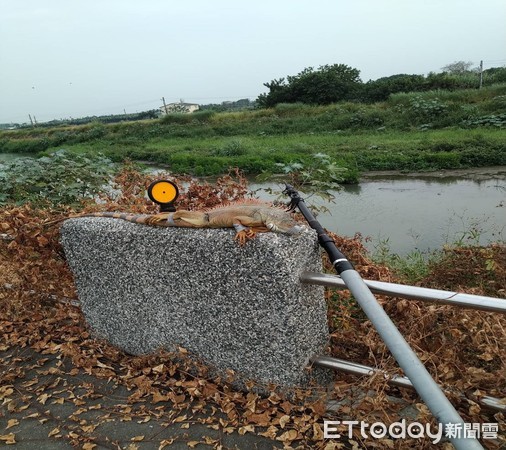 ▲▼ 綠蠟蜥            。（圖／記者陳崑福翻攝）