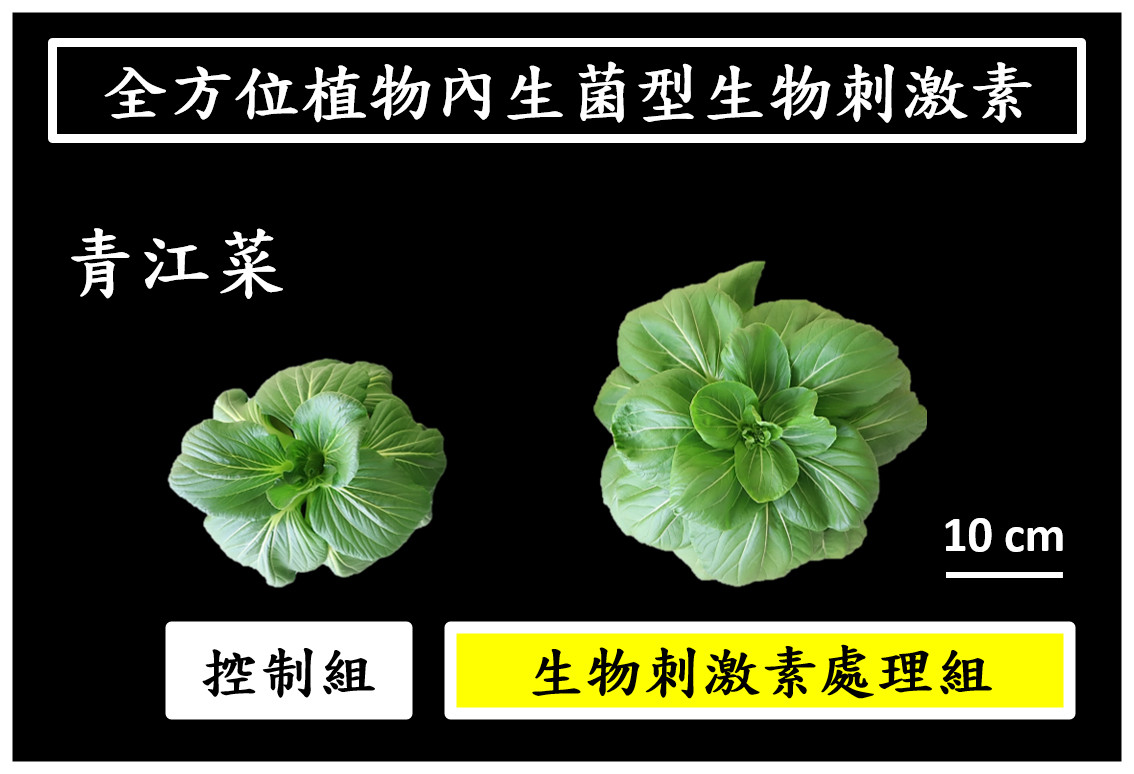 ▲▼   興大研發「全方位植物內生菌型生物刺激素」　榮獲國家新創獎    。（圖／中興大學提供）