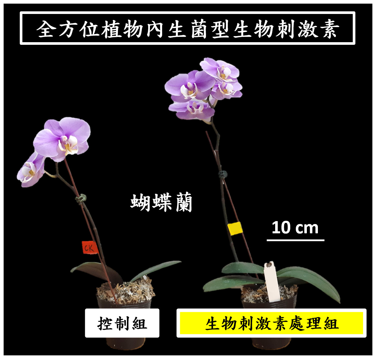 ▲▼   興大研發「全方位植物內生菌型生物刺激素」　榮獲國家新創獎    。（圖／中興大學提供）