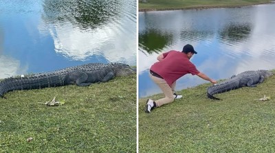 高爾夫球揮出「落在鱷魚身上」　男躡手躡腳接近　撿回瞬間牠竟驚恐轉身