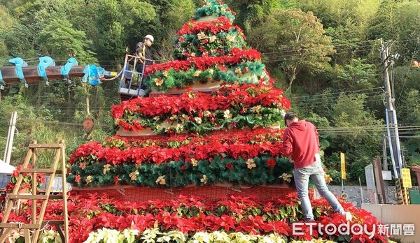 ▲桃園市政府農業局主辦「桃園聖誕山城紅花節」遭批評，協會人員連忙僱工修正。（圖／記者沈繼昌翻攝）