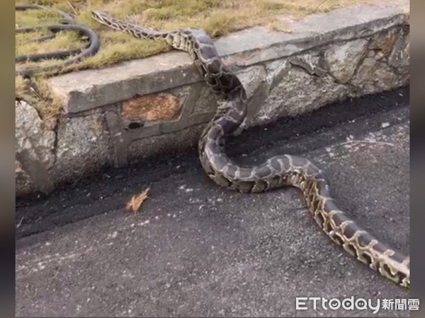 ▲▼ 民眾在馬路上看到一條長兩公尺的蟒蛇爬過馬路 。（圖／記者林名揚翻攝）