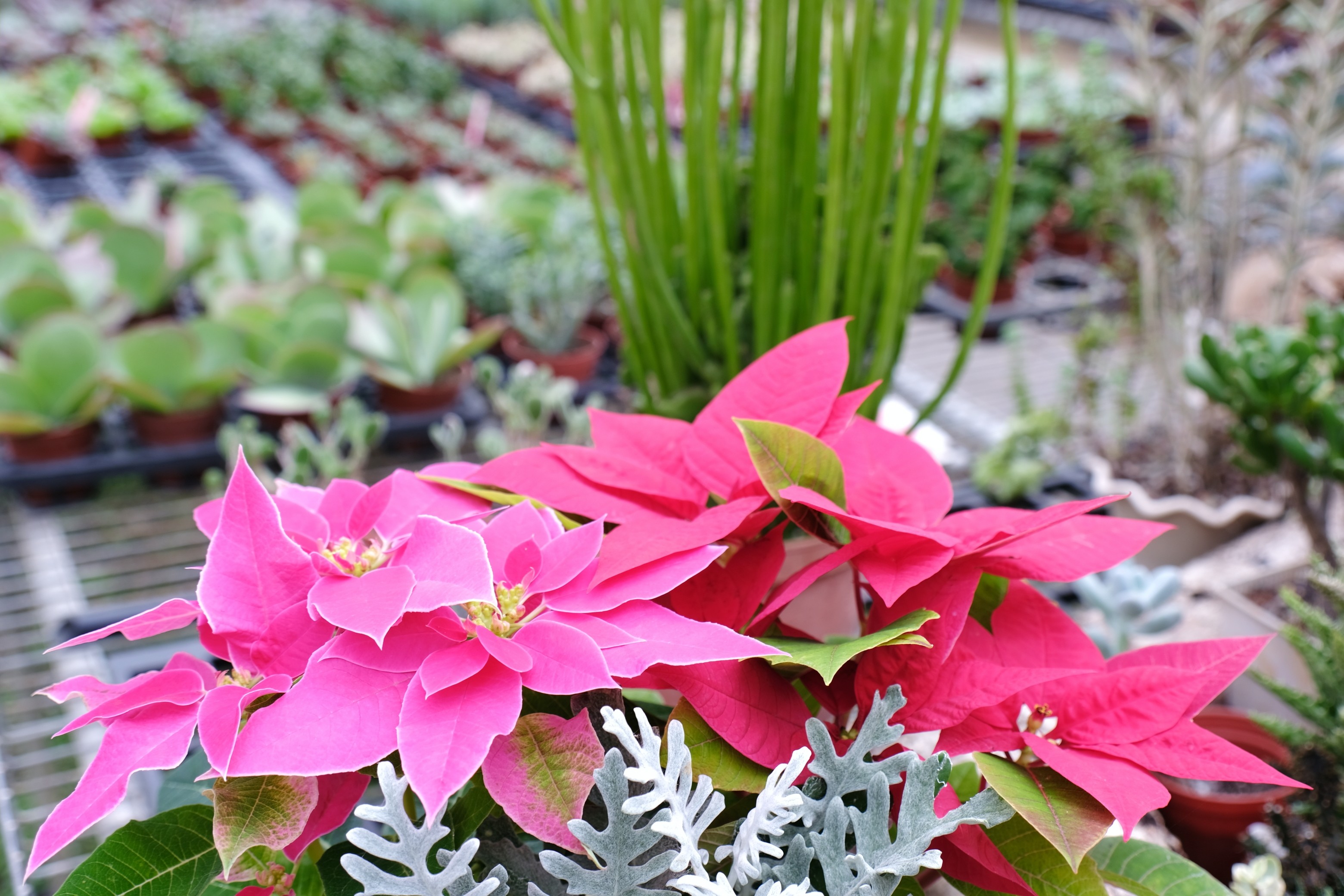 ▲桃園山城聖誕紅花節。（圖／記者彭懷玉攝）