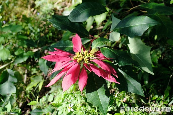 ▲桃園山城聖誕紅花節。（圖／記者彭懷玉攝）