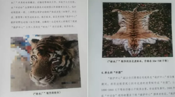 ▲▼陸動物救護中心被爆「吃虎肉」　高層帶頭找人吃「獅子、東北虎」。（圖／翻攝微博）