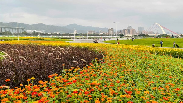 ▲花博大佳河濱公園區花海。（圖／北市水利局提供）