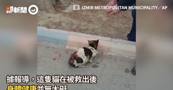▲地底傳慘叫聲！土耳其消防員徒手挖出「超美三花貓」，獲救後狂吃。（圖／即新聞提供。）