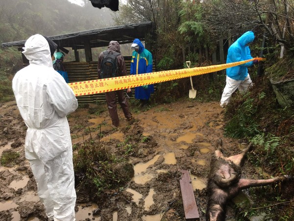 ▲▼北市動保處主動前往擎天崗勘查牛隻死亡狀況，搬運牛體下山後徹底進行消毒。（圖／動保處提供）