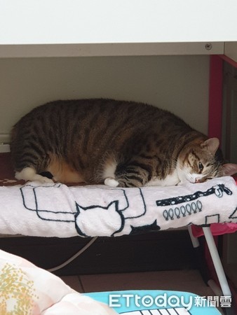 ▲▼媽為9kg巨貓買樓梯　牠示範「正確用法」笑翻網：能躺幹嘛走。（圖／飼主黃奈宣提供）