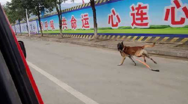 ▲▼相處7年戰友離隊！　搜救犬掙脫交接牽繩「追車1公里」：別丟下我。（圖／翻攝自看看新聞）