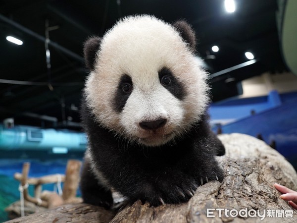 貓熊圓寶將亮相。（圖／台北市立動物園提供）