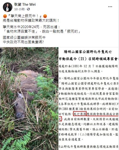 台北市議員耿葳痛批擎天崗水牛是被活活餓死的。（圖／翻攝自Facebook／耿葳The Wei）