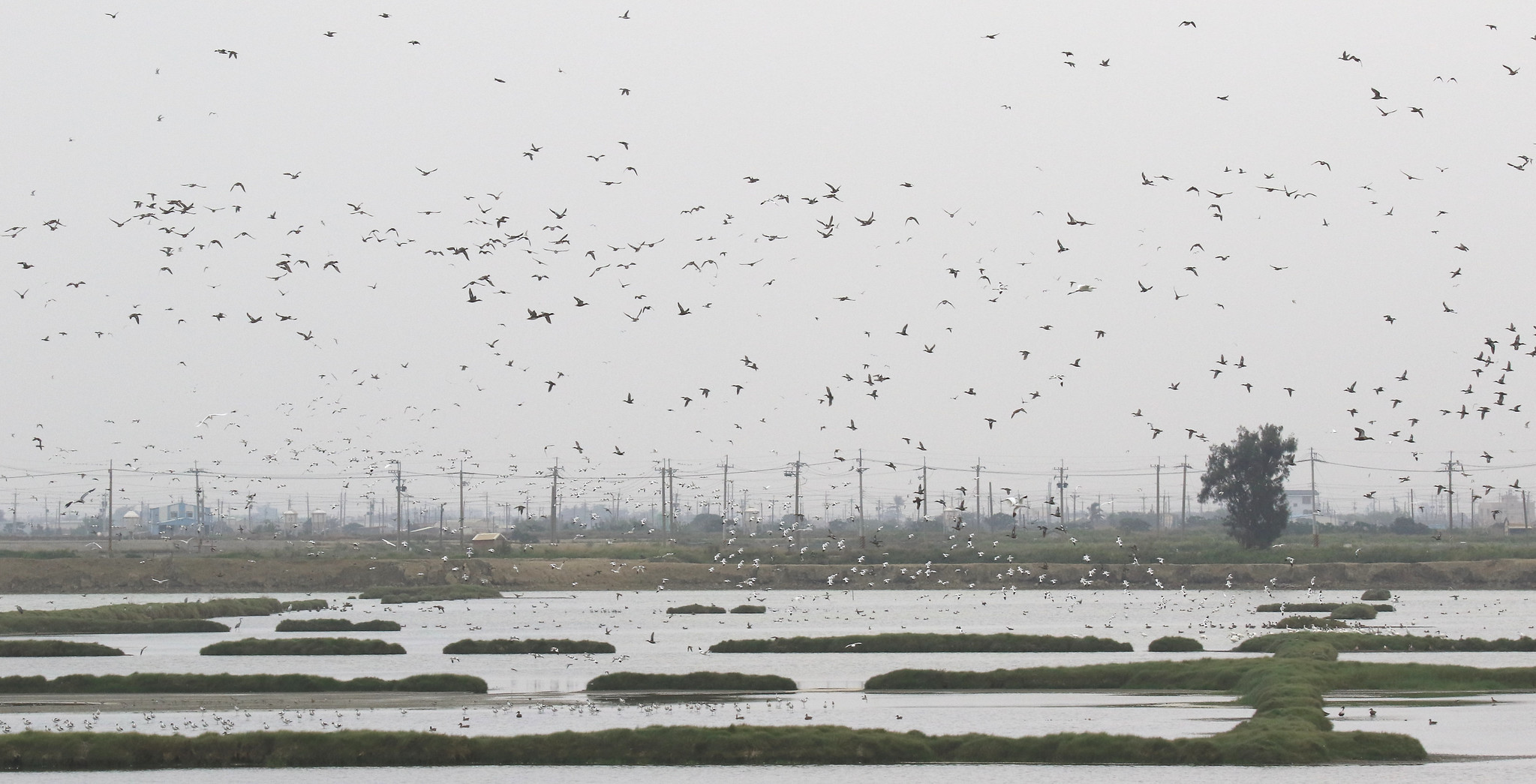 ▲▼布袋水鳥群。（圖／中華民國野鳥學會提供、呂翊維攝影）