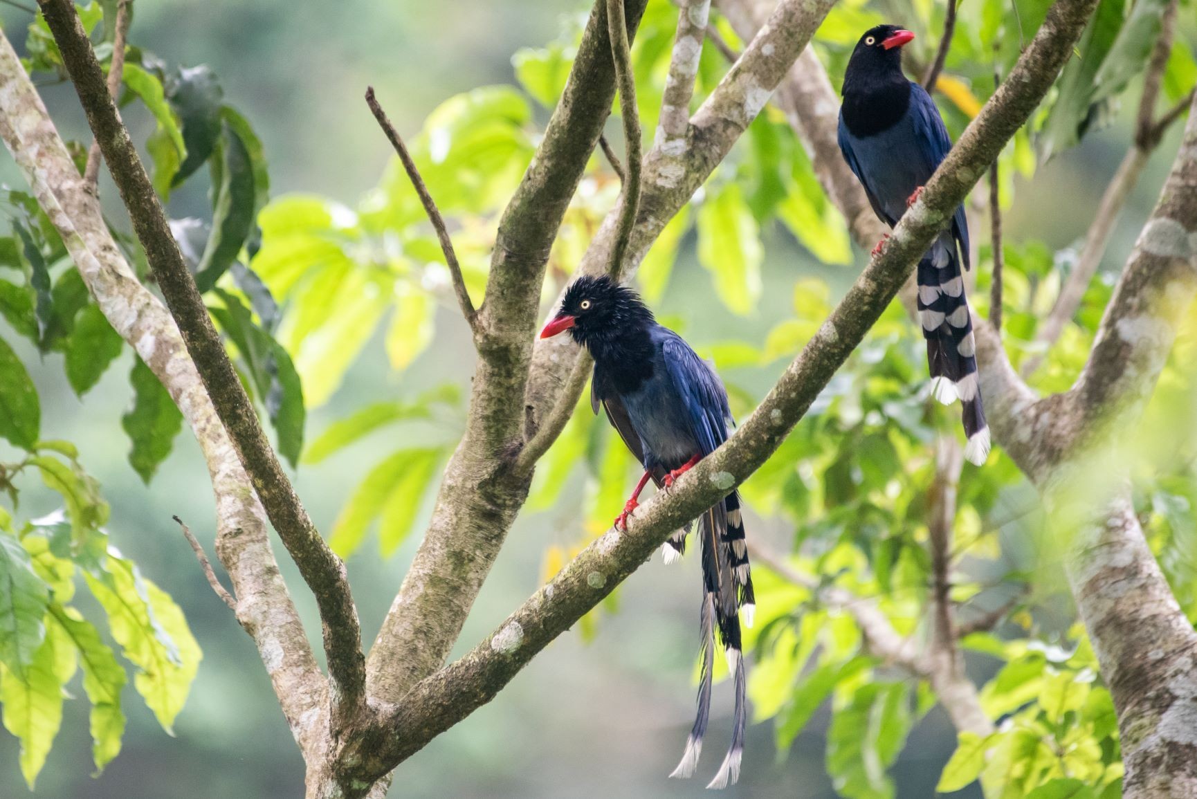 ▲▼台灣藍鵲。（圖／中華民國野鳥學會提供、 陳達智攝影）