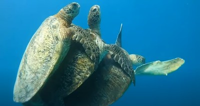 超廢海中三貼！2公龜強迫搭便車　母龜無奈緩漂：都跟你說了放手
