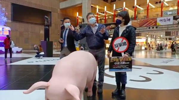 ▲▼林為洲、謝衣鳯帶粉紅台灣豬到台北車站宣傳。（圖／翻攝自國民黨團直播）