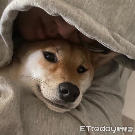 柴犬暖暖包。（圖／飼主吳宜紜提供）