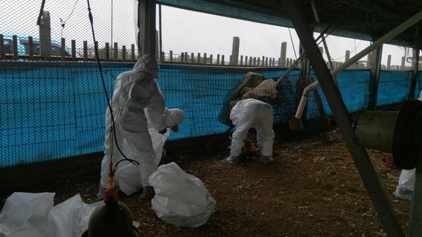 ▲大城鄉一處蛋中雞場感染禽流感撲殺雞隻。（圖／彰化動物防疫所提供）