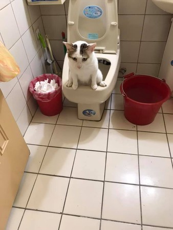 ▲▼貓咪自己去廁所蹲馬桶尿尿。（圖／有點毛毛的／網友Jack Ho提供）