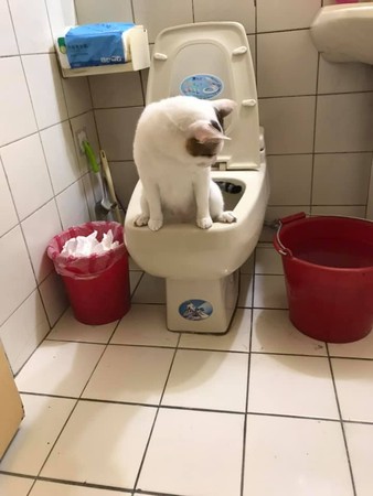 ▲▼貓咪自己去廁所蹲馬桶尿尿。（圖／有點毛毛的／網友Jack Ho提供）