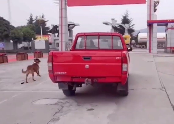 搜救犬利劍追車。（圖／翻攝自廣元119微博）