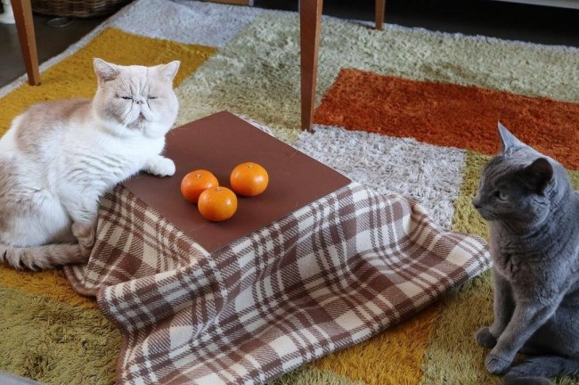 ▲貓咪暖桌。（圖／翻攝自prtimes.jp）
