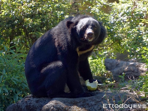 ▲▼亞洲黑熊「黑糖」 辦12歲生日趴。（圖／臺北市立動物園提供，下同）