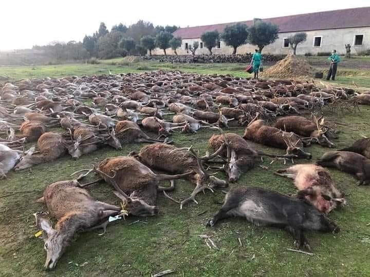 ▲▼狠獵500隻野豬野鹿  。（圖／翻攝自推特）