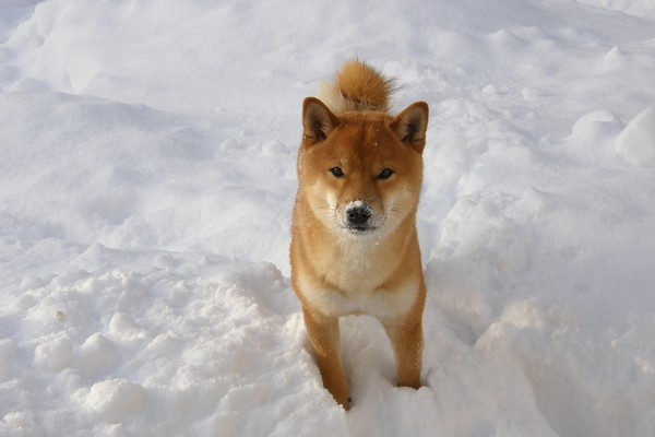 ▲▼不畏風雪也要出門散步的柴犬。（示意圖／取自免費圖庫Pixabay）