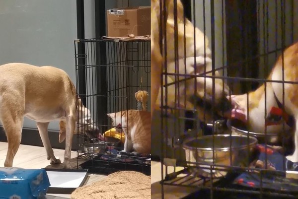 ▲貪吃汪每天幫小喵「清光乾糧」　Q彈長舌驚呆網：比貓手還長。（圖／有點毛毛的／網友Lynn Zhang提供）