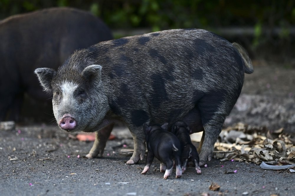 ▲波多黎各出現眾多野生越南大肚豬。（圖／達志影像／美聯社）