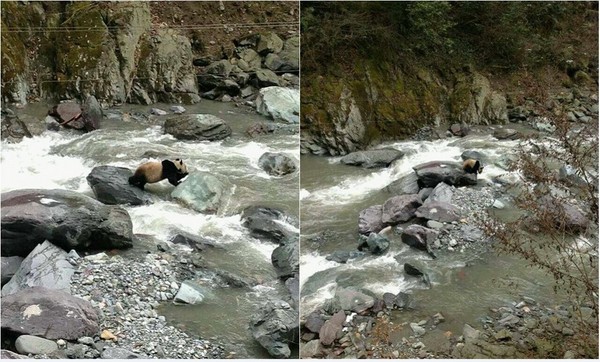 騰訊,四川,大貓熊,圓仔.渡河