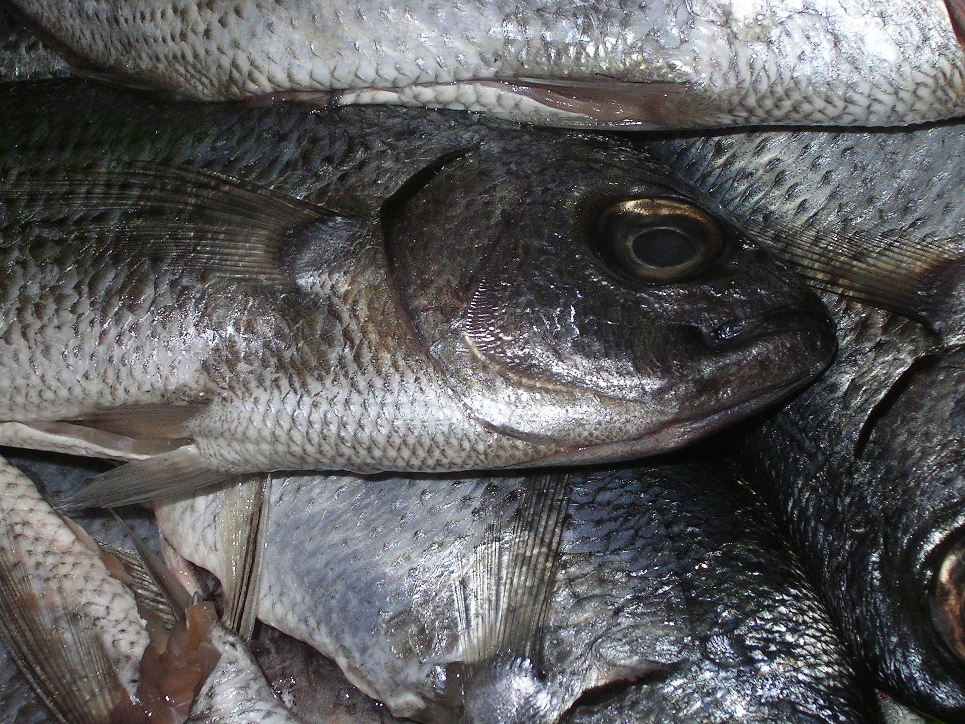 ▲▼魚,死魚,魚貨,魚腥味。（圖／pixabay）