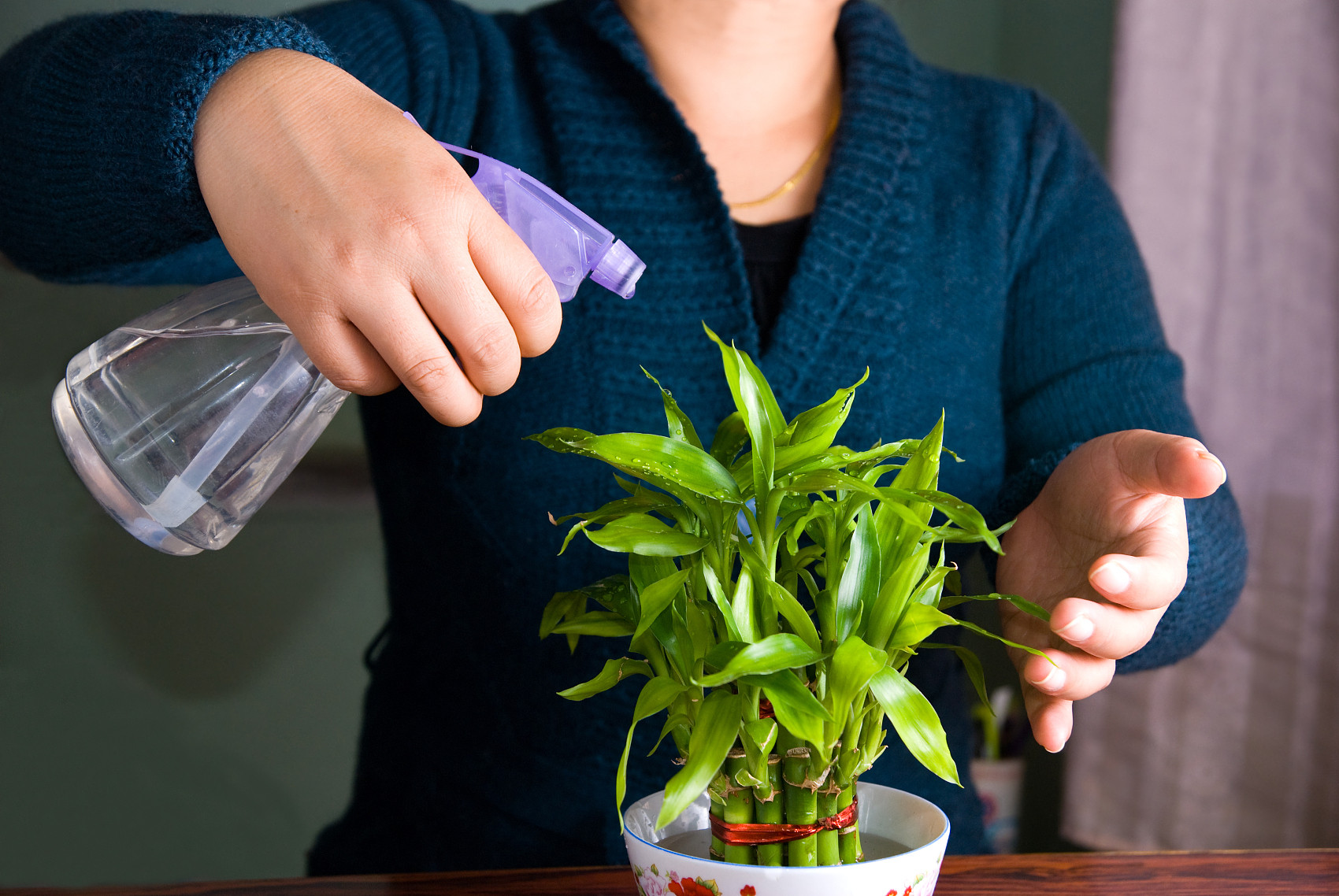 催旺財運 Cp值最高的 居家開運植物 是它命理老師都說讚 Ettoday房產雲 Ettoday新聞雲