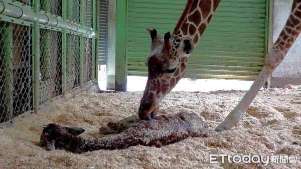 動物園長頸鹿小麥二胎寶寶出生。（圖／台北市立動物園提供）